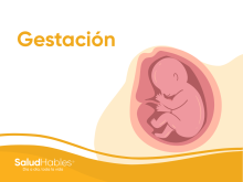 gestación